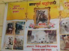 इंदौर में अब मृत जानवरों को गाड़ने की बजाय शव दाह करेंगे, नगर निगम की सराहनीय पहल