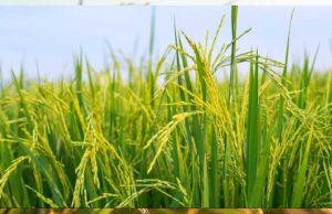 MP में खरीफ फसल की MSP खरीद शुरू, किसान तुरंत करें रजिस्ट्रेशन और बचें परेशानियों से