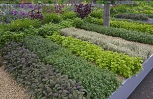 MP के स्कूल-कॉलेजों में बनेगा हर्बल गार्डन, आयुर्वेदिक कॉलेजों की होगी अहम भूमिका