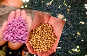 सरगुजा में बीज क्रांति: 1 रुपए में किसान बना सकते हैं अपनी सीड्स नर्सरी