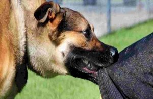 हमीदिया-जेपी अस्पताल में 12,078 जानवर काटने के केस, 90% रेबीज खतरा; वैक्सीन जरूरी