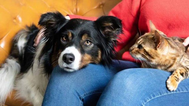 dog_cat1.jpg
