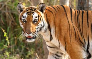 ऑल इंडिया टाइगर एस्टीमेशन वन्यजीव सर्वेक्षण की कार्यशाला