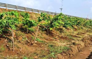 छत्तीसगढ़ के राष्ट्रीय राजमार्ग बन रहे ग्रीन कॉरिडोर:एनएचएआई ने इस साल लगाए 2.71 लाख पौधे
