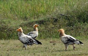 कोपरा जलाशय को मिलेगा रामसर स्थल का दर्जा