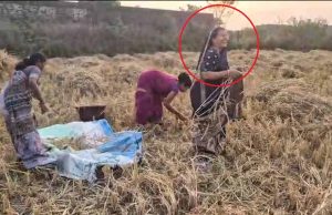 बलरामपुर-रामानुजगंज में धान कटाई: कृषि मंत्री राम विचार नेताम की पत्नी भी उतरीं खेत में, ग्रामीणों में बढ़ा उत्साह