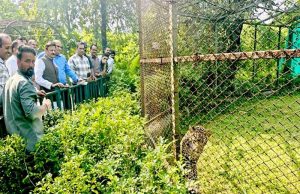 उप मुख्यमंत्री राजेन्द्र शुक्ल ने व्हाइट टाइगर सफारी का किया भ्रमण