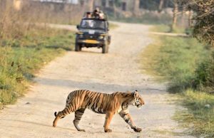 बांधवगढ़ टाइगर रिजर्व में बाघ गणना की तैयारी, 50 अधिकारी-कर्मचारी हुए ट्रेनिंग से लैस