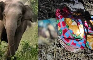 कोरबा : हाथी का कहर, 80 वर्षीय महिला की मौत, मां-बेटी में हड़कंप