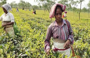 मांडविया का बयान: सरकार चाय बागानों की महिला कामगारों के कल्याण के लिए प्रतिबद्ध