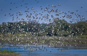 छत्तीसगढ़ का पहला रामसर साइट बना कोपरा जलाशय