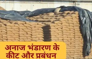 धान भंडारण में सूखत एवं कीट-जनित क्षय: वैज्ञानिक एवं स्वाभाविक प्रक्रिया