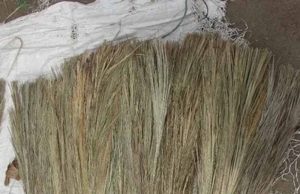 झाड़ू की इस छोटी गलती से नाराज हो सकती हैं मां लक्ष्मी, घर में बढ़ सकती हैं परेशानियां