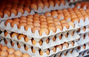 भारत में पोल्ट्री फीड महंगा, लेकिन अंडे की कीमत दुनिया में सबसे सस्ती, जानिए ब्राजील और अमेरिका का रेट