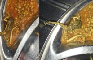 मेस के खाने में निकला मरा मेंढक और कीड़े-मकोड़े, डेंटल कॉलेज में गंभीर लापरवाही का खुलासा