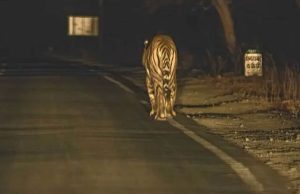 MP में बनेगा 625 KM लंबा ‘टाइगर टूरिज्म कॉरिडोर’, पेंच, कान्हा, बांधवगढ़ और पन्ना को जोड़ेगा सड़क मार्ग