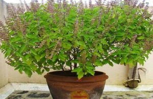 तुलसी लगाने का शुभ दिन: जिस दिन लगाई, मां लक्ष्मी करेंगी धनवर्षा