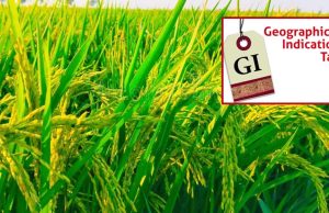 मध्य प्रदेश में अब तक बालाघाट का ‘चिन्नौर’ धान और रीवा का ‘सुंदरजा’ आम ही जीआइ टैग प्राप्त कर पाए