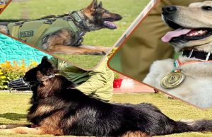 CRPF की K9 यूनिट बनी आतंकियों का खौफ, टॉयसन जैसे सैकड़ों डॉग कमांडो तैयार