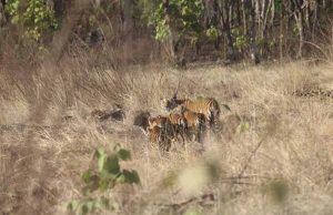 विंध्य की गोद में बसा खिवनी अभयारण्य, बन रहा इको-टूरिज्म का आकर्षण केंद्र