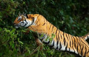 छत्तीसगढ़–महाराष्ट्र सीमा पर बाघ का आतंक: दिन-दहाड़े मवेशी पर हमला, ग्रामीण पेड़ पर चढ़कर बची जान