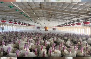 पोल्ट्री फार्म में 5000 से अधिक मुर्गियों की संदिग्ध मौत, बर्ड फ्लू की आशंका, पशु चिकित्सा विभाग में हड़कंप