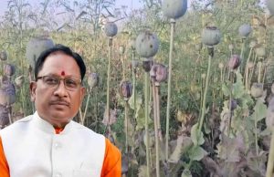 अफीम खेती पर CM साय का सख्त ऐक्शन प्लान, बोले- नक्सलियों और रसूखदारों को नहीं मिलेगी राहत