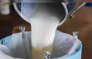 31 जिलों की महिलाओं ने किया पांच हजार करोड़ का दूध का कारोबार