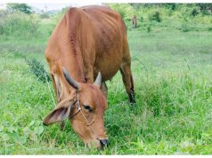 यूपी में देसी नस्लों का होगा जेनेटिक परीक्षण, अवधी भेड़ और जौनपुरी बकरी से शुरुआत