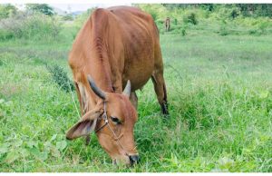 यूपी में देसी नस्लों का होगा जेनेटिक परीक्षण, अवधी भेड़ और जौनपुरी बकरी से शुरुआत