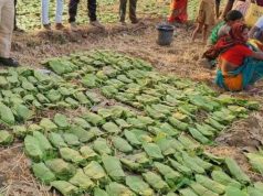 बालोद : मई के पहले सप्ताह से शुरू होगा तेंदुपत्ता संग्रहण का कार्य