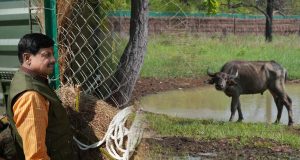 और खूबसूरत हुई एमपी की वाइल्ड लाइफ, सीएम डॉ. मोहन ने रिलीज किए 4 जंगली भैसें, ईको-सिस्टम पर होगा इतना असर