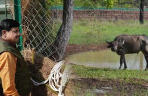 और खूबसूरत हुई एमपी की वाइल्ड लाइफ, सीएम डॉ. मोहन ने रिलीज किए 4 जंगली भैसें, ईको-सिस्टम पर होगा इतना असर