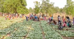 Labour Day (1 मई) से शुरू होगी तेंदूपत्ता तोड़ाई, 639 फड़ तैयार