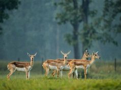 छत्तीसगढ़ का बरनवापारा अभयारण्य बना विलुप्ति के कगार पर पहुंचे काले हिरणों के पुनर्जीवन का मजबूत उदाहरण