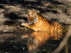 खिवनी अभयारण्य बनेगा वन्यजीव संरक्षण और इको-टूरिज्म का आदर्श मॉडल : मुख्यमंत्री डॉ. यादव