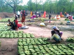 महिला तेंदूपत्ता संग्राहकों के सशक्तिकरण के लिये प्रदेश में संवेदनशील और दूरदर्शी नीतियां : मुख्यमंत्री डॉ. यादव