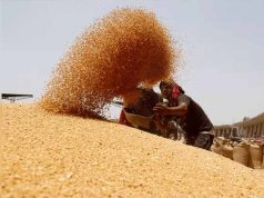 मुख्यमंत्री ने गेहूं खरीद में किसानों को दी बड़ी राहत