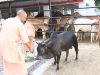 सीएम योगी के निर्देश पर चार बड़ी महत्वाकांक्षी योजनाएं पूरे प्रदेश में लागू, ग्रामीण अर्थव्यवस्था को मिलेगी नई ताकत