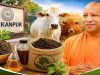 यूपी में गोशालाएं बनेंगी रोजगार का नया केंद्र, IIT कानपुर की तकनीक से तैयार होगा जैविक खाद