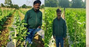 उद्यानिकी की आधुनिक तकनीकों से किसान महेश कश्यप की बदली तकदीर