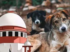 आवारा कुत्तों पर SC के आदेश से बढ़े सवाल, क्या शहरों में पर्याप्त शेल्टर मौजूद हैं?