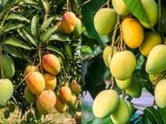 MP का खास आम 3 हजार रुपए किलो, स्वाद ऐसा कि विदेशों में भी जबरदस्त मांग