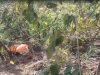महाबलेश्वर में दर्दनाक हादसा! 800 फीट गहरी खाई में गिरी स्कॉर्पियो, 8 युवकों की मौत