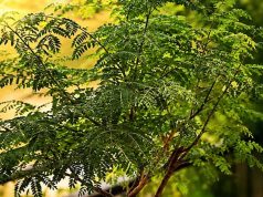 शमी का पौधा: घर में लगाने से दूर होते हैं वास्तु दोष और बढ़ती है समृद्धि