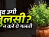 घर में अपने आप उग आए तुलसी के पौधे का क्या है संकेत? जानें वास्तु और ज्योतिष मान्यता