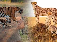 नौरादेही में टाइगर और चीता सुरक्षा के लिए पूर्व सैनिक होंगे जिम्मेदार, वन अपराध पर लगाम