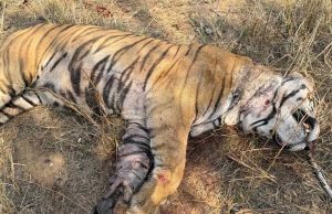 बांधवगढ़ टाइगर रिजर्व में मृत पाये गए नर बाघ का हुआ पोस्टमॉर्टम