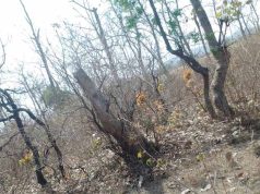 116 एकड़ जंगल पर चला कुल्हाड़ा, रेवाडीह में बेशकीमती पेड़ों की कटाई से हड़कंप