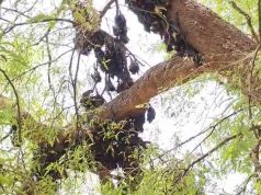 छत्तीसगढ़ में गर्मी का कहर, हीट स्ट्रोक से 500 से ज्यादा चमगादड़ों की मौत